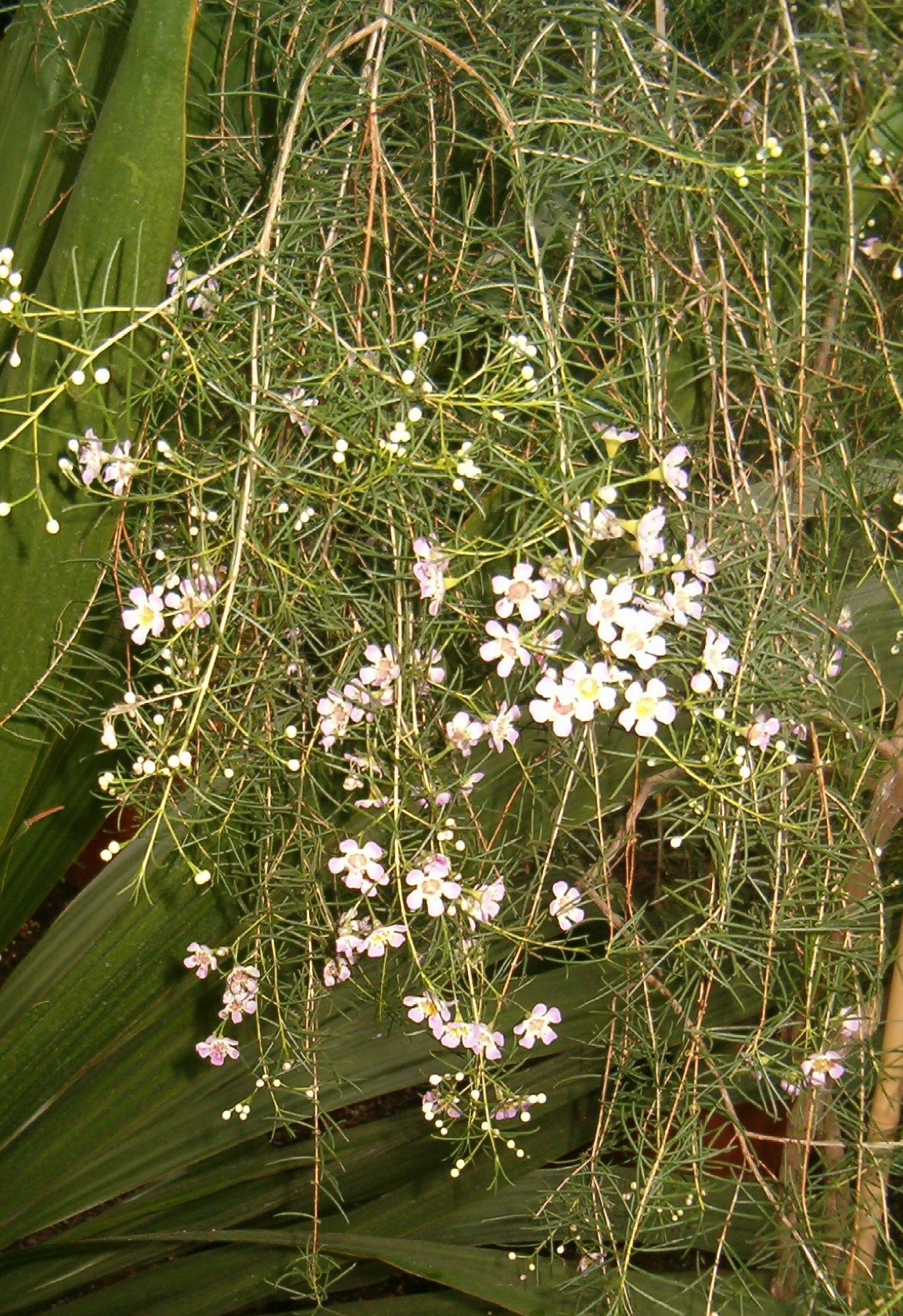 Chamelaucium uncinatum, Geraldton wax — upright evergreen (Myrtaceae) (image 6 of 10)