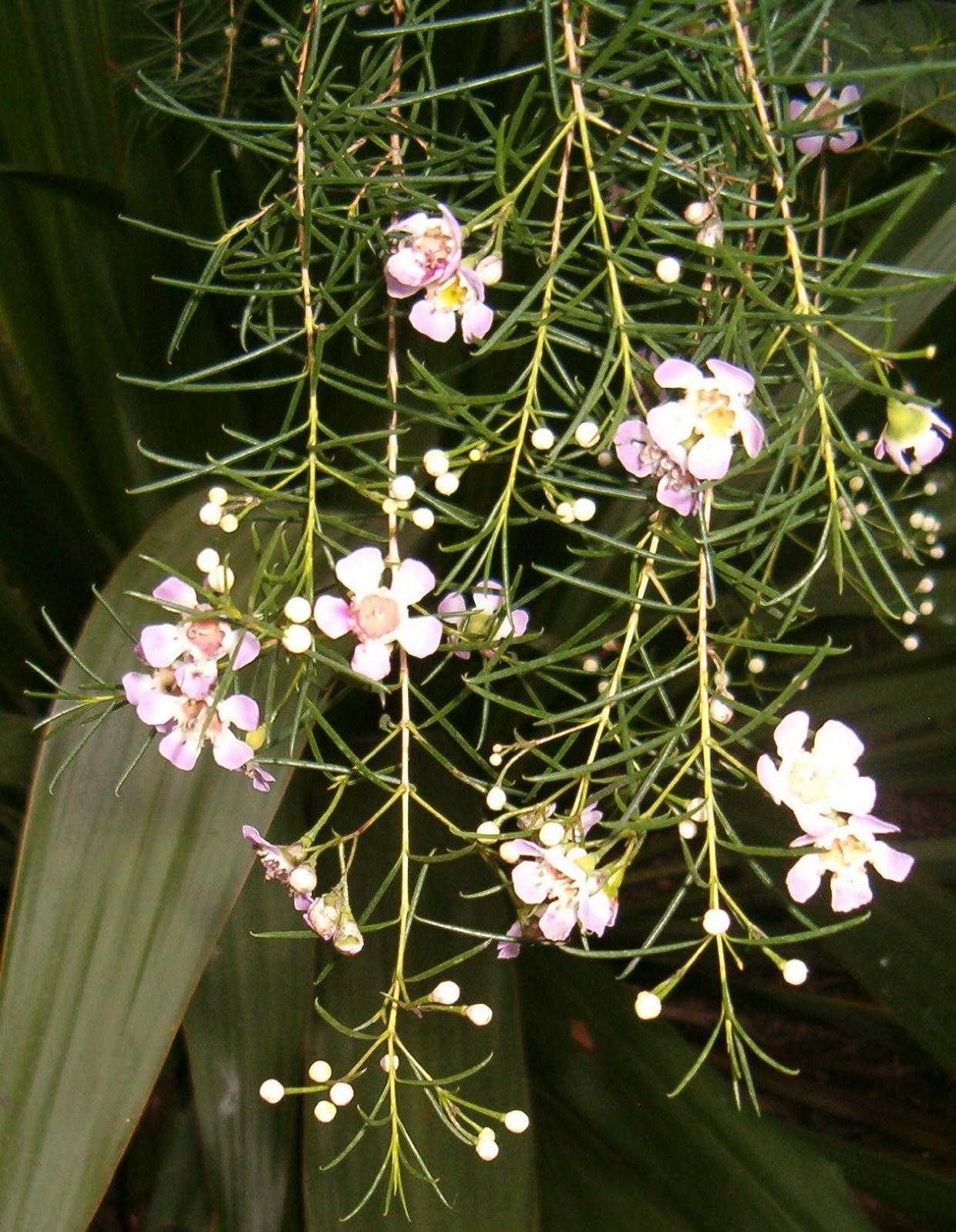 Chamelaucium uncinatum, Geraldton wax — upright evergreen (Myrtaceae) (image 7 of 10)