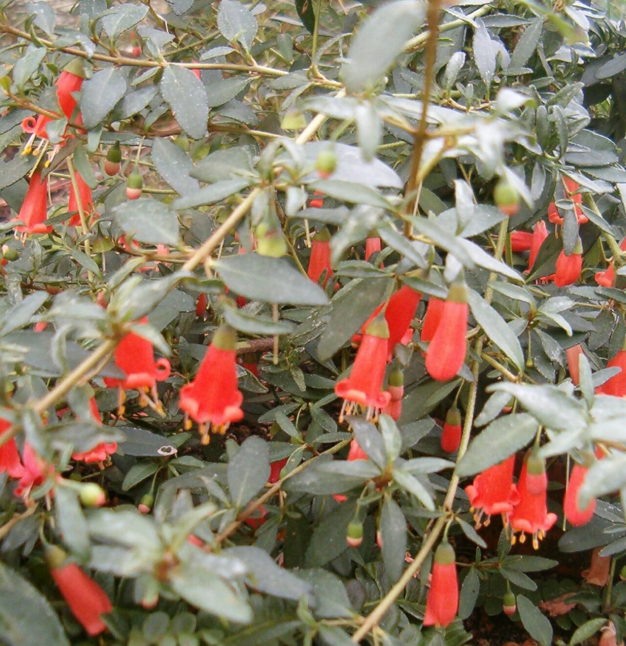 Correa spp., Australian fuchsia — mounding evergreen (Rutaceae) (image 3 of 4)