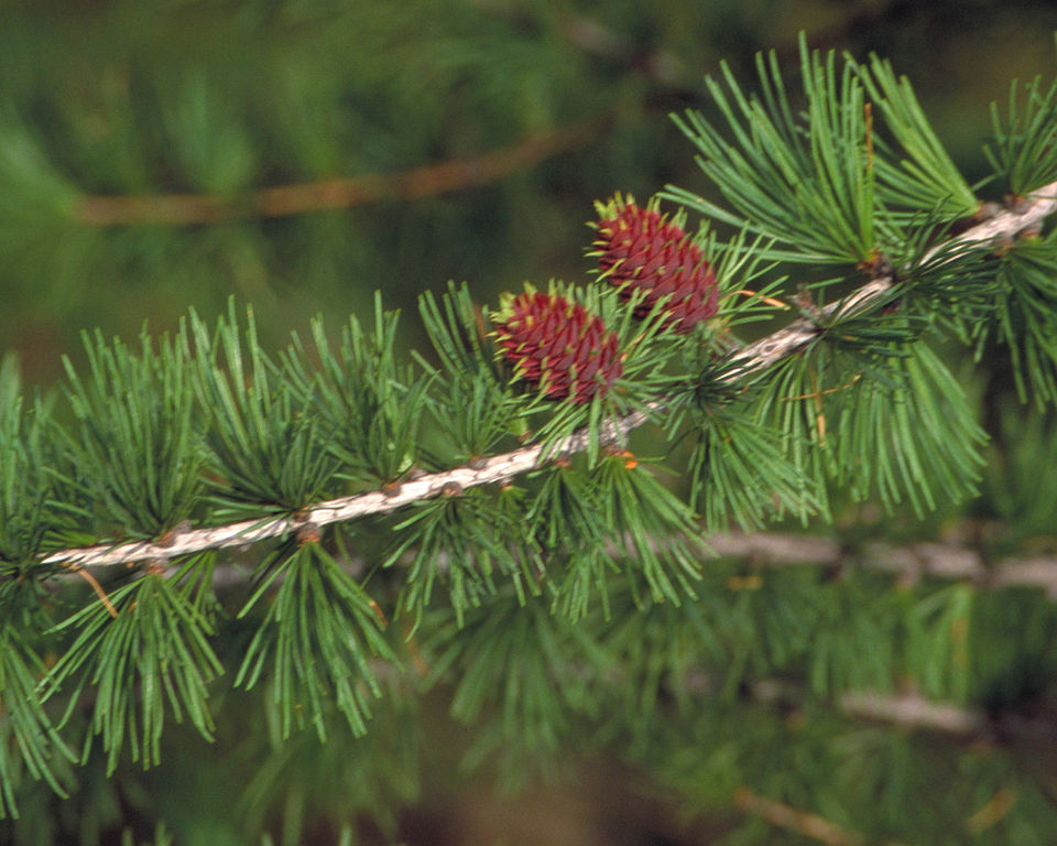 Larix occidentalis (Western Larch) (alternate view 9)