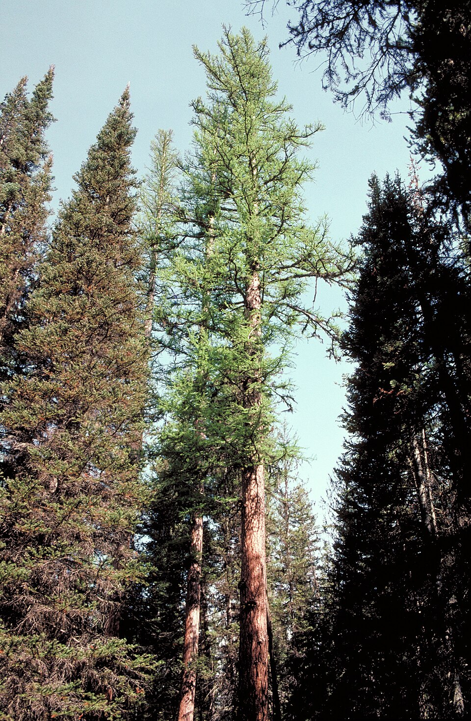 Larix occidentalis (Western Larch) (alternate view 10)