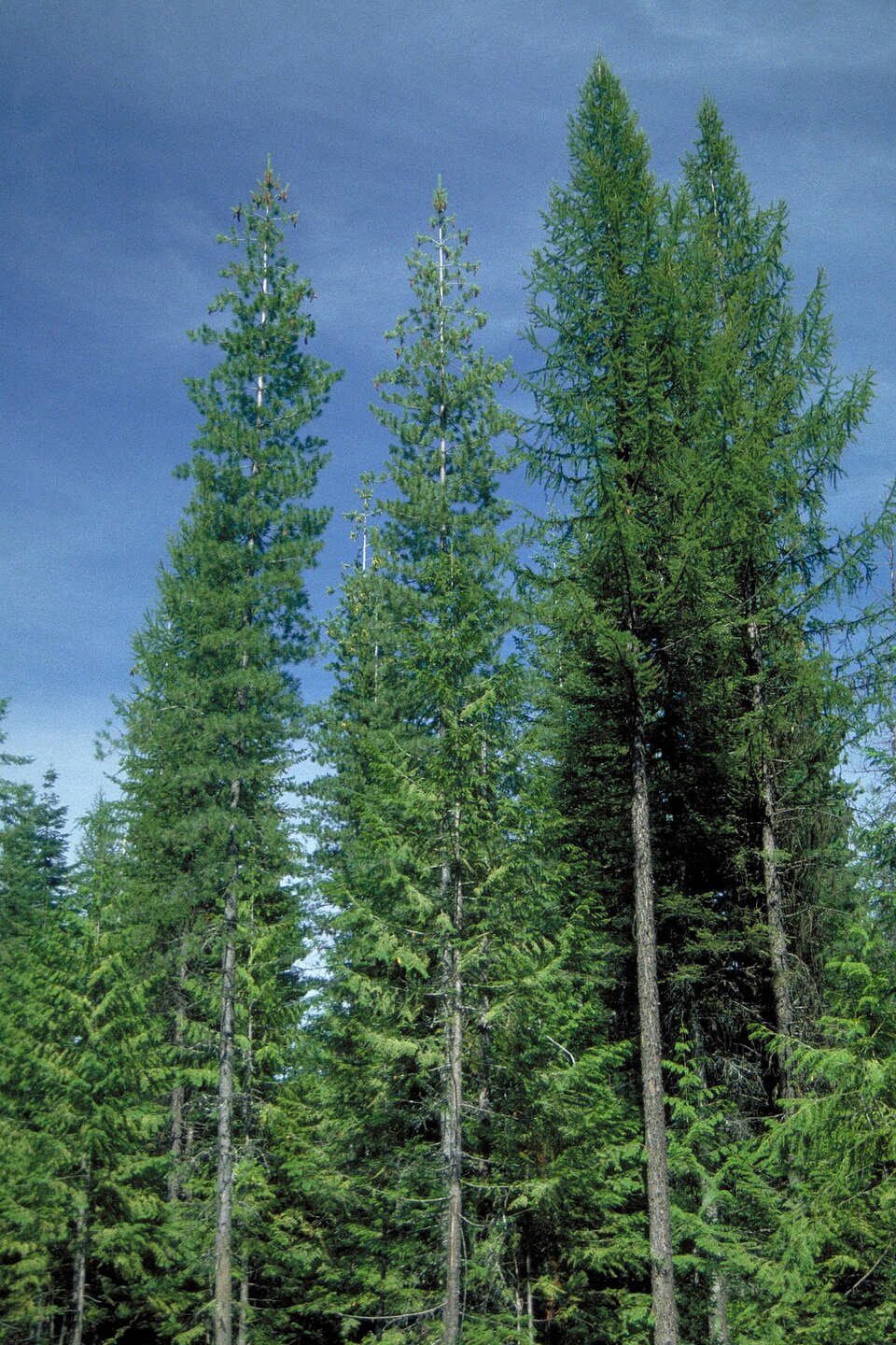 Pinus monticola (Western White Pine) (alternate view 9)