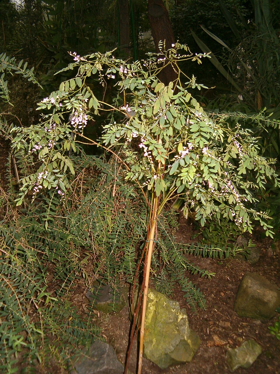 Indigofera australis (Australian Indigo)