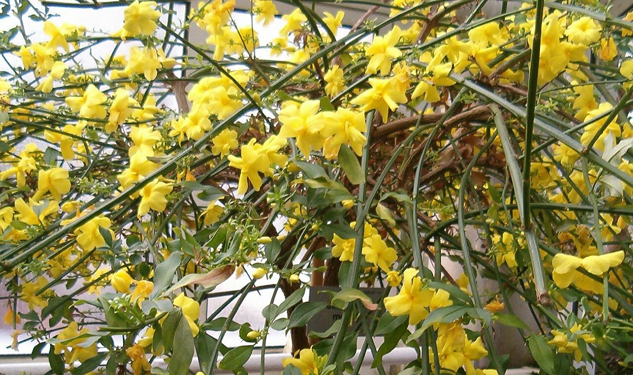 Jasminum mesnyi, Primrose jasmine — spreading evergreen (Oleaceae) (image 6 of 10)