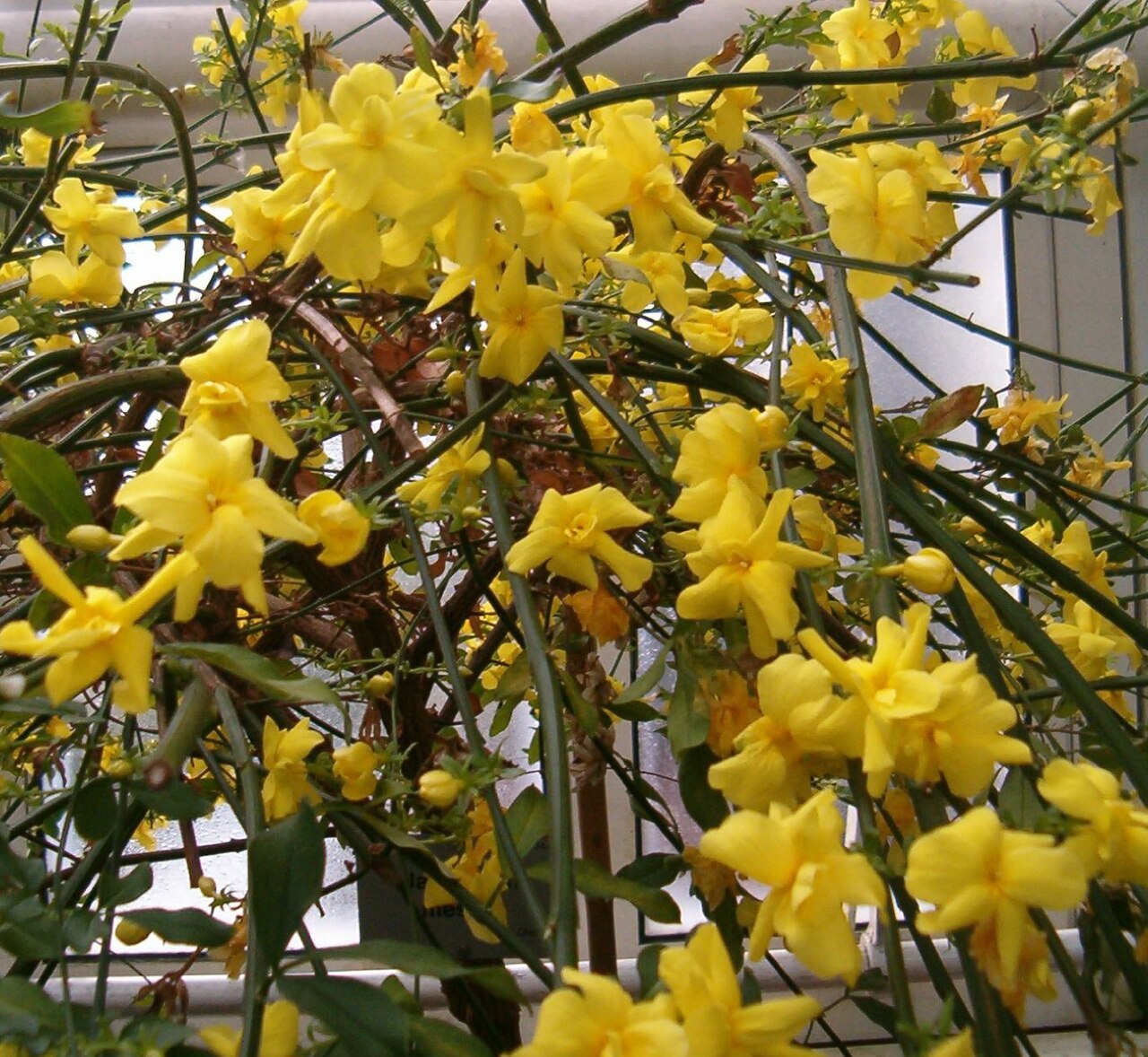 Jasminum mesnyi, Primrose jasmine — spreading evergreen (Oleaceae) (image 7 of 10)