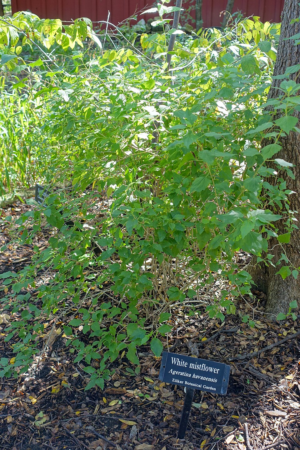 Ageratina havanensis (Shrubby boneset)