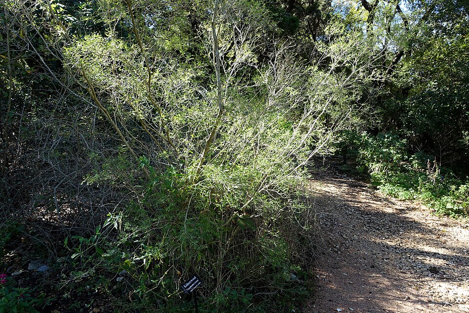 Eysenhardtia texana (Texas Kidneywood) (alternate view 6)