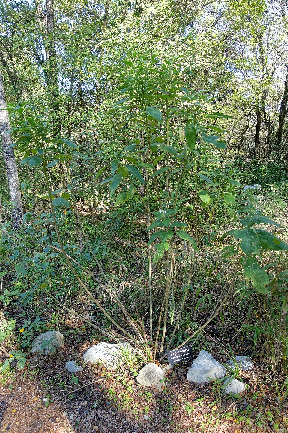 Verbesina virginica (frostweed)