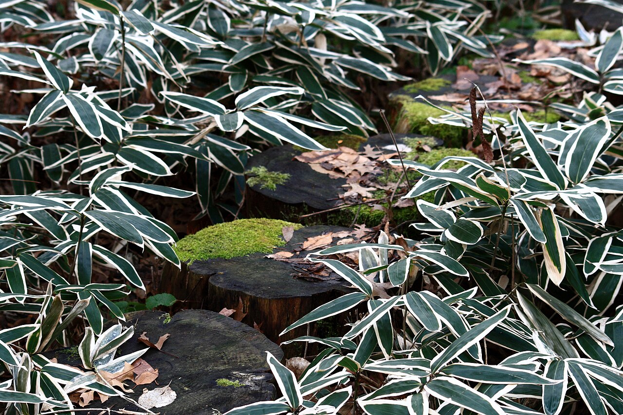 Sasa veitchii, Kuma bamboo grass — spreading evergreen (Poaceae) (image 5 of 9)