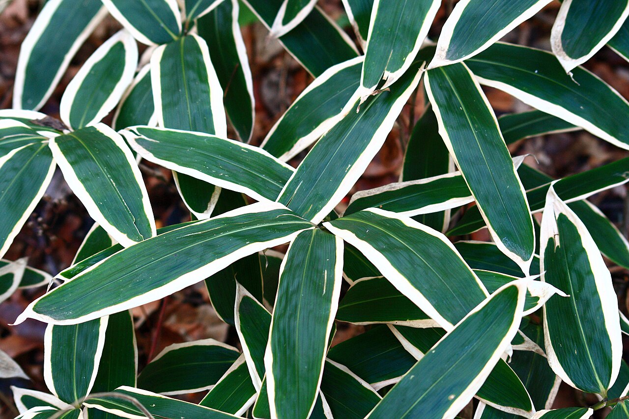 Sasa veitchii, Kuma bamboo grass — spreading evergreen (Poaceae) (image 6 of 9)