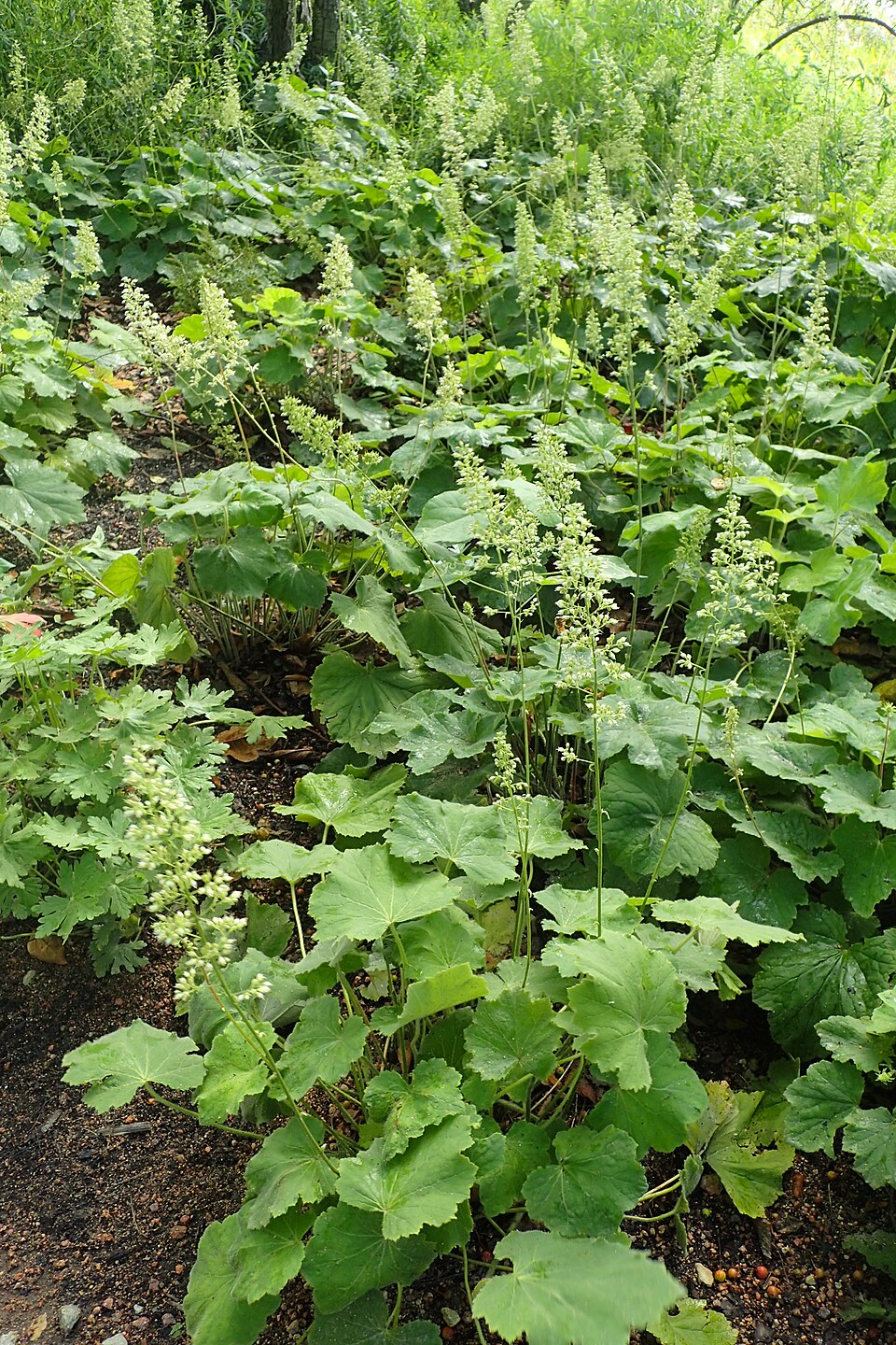 Heuchera villosa 'Autumn Bride' (Autumn Bride Heuchera) (alternate view 2)