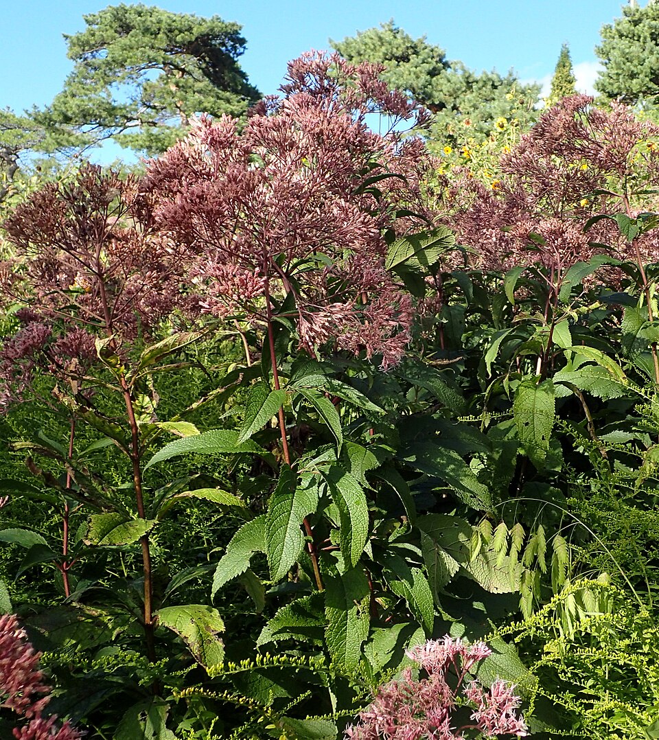 Eupatorium maculatum 'Gateway' (Gateway Joe Pye Weed)
