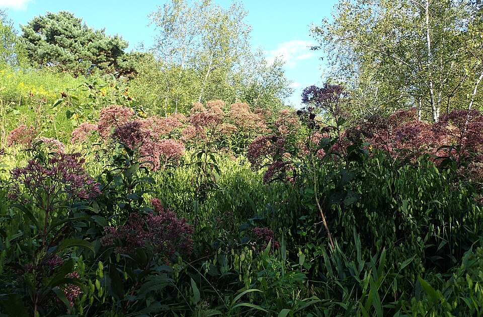 Eupatorium maculatum 'Gateway' (Gateway Joe Pye Weed) (alternate view 2)