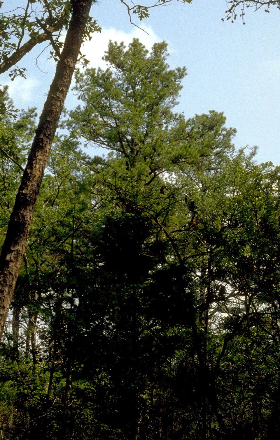 Pinus echinata (shortleaf pine) (alternate view 2)