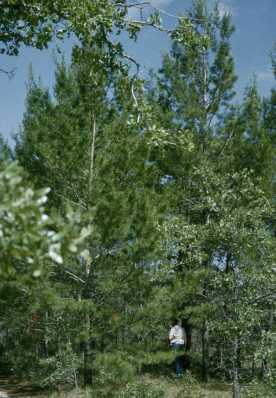 Pinus clausa (sand pine) (alternate view 3)