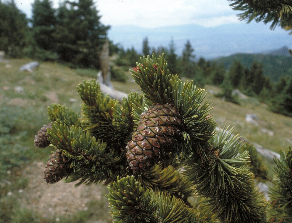 Pinus aristata (Bristlecone Pine) (alternate view 10)