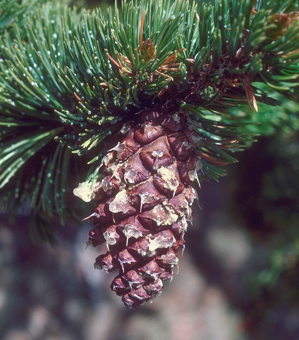 Pinus aristata (Bristlecone Pine) (alternate view 11)