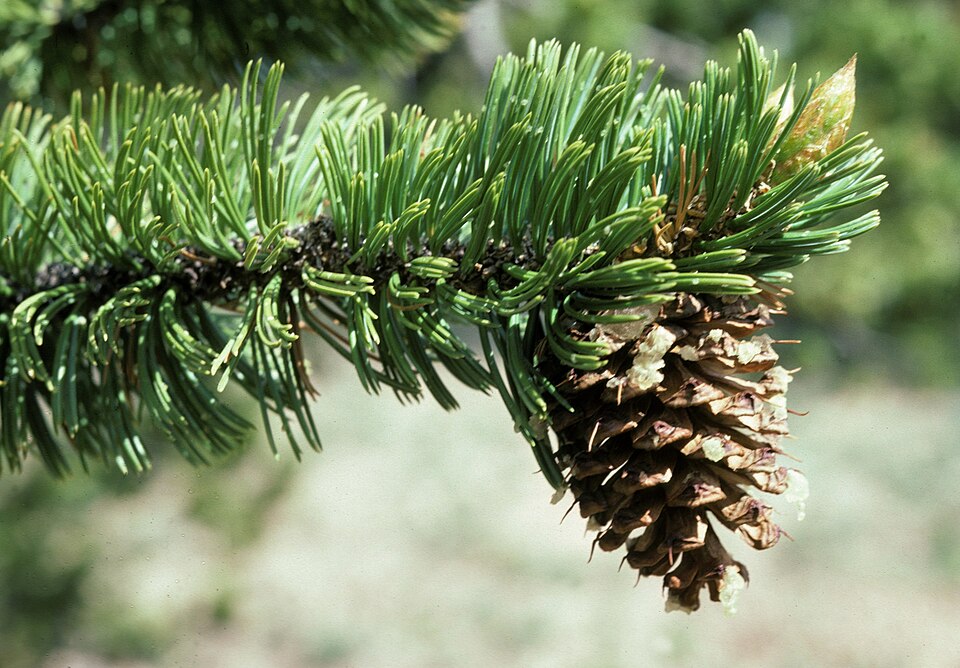 Pinus aristata (Bristlecone Pine) (alternate view 12)