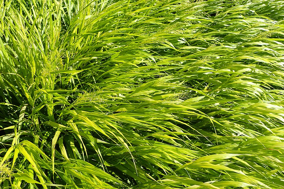 Hakonechloa macra 'All Gold' (All Gold Hakone Grass) (alternate view 4)
