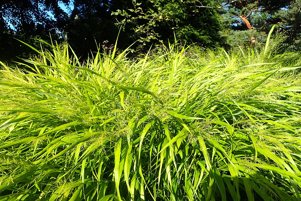 Hakonechloa macra 'All Gold' (All Gold Hakone Grass) (alternate view 5)
