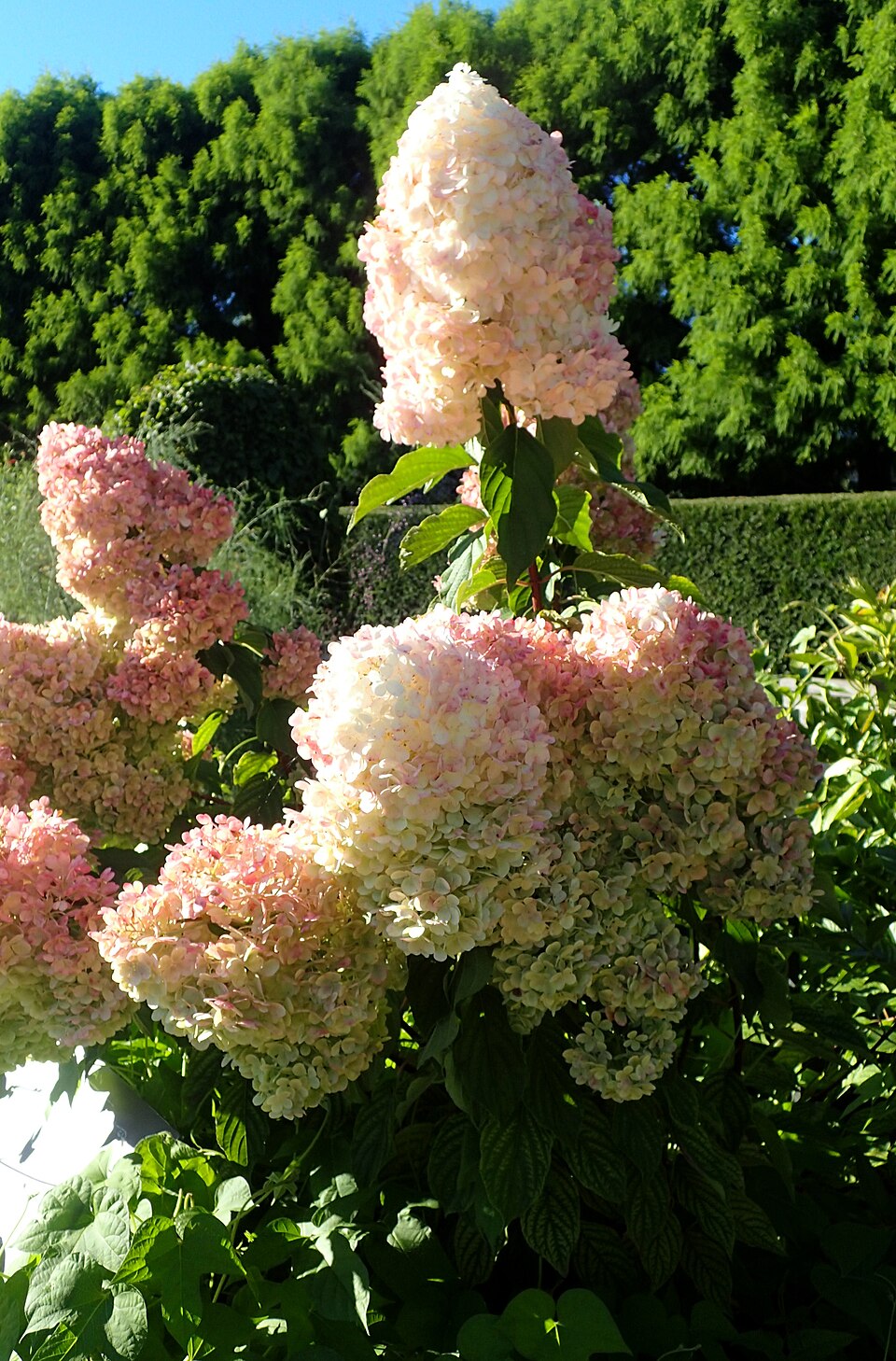 Hydrangea paniculata 'Renhy' (Vanilla Strawberry Hydrangea Tree) (alternate view 2)