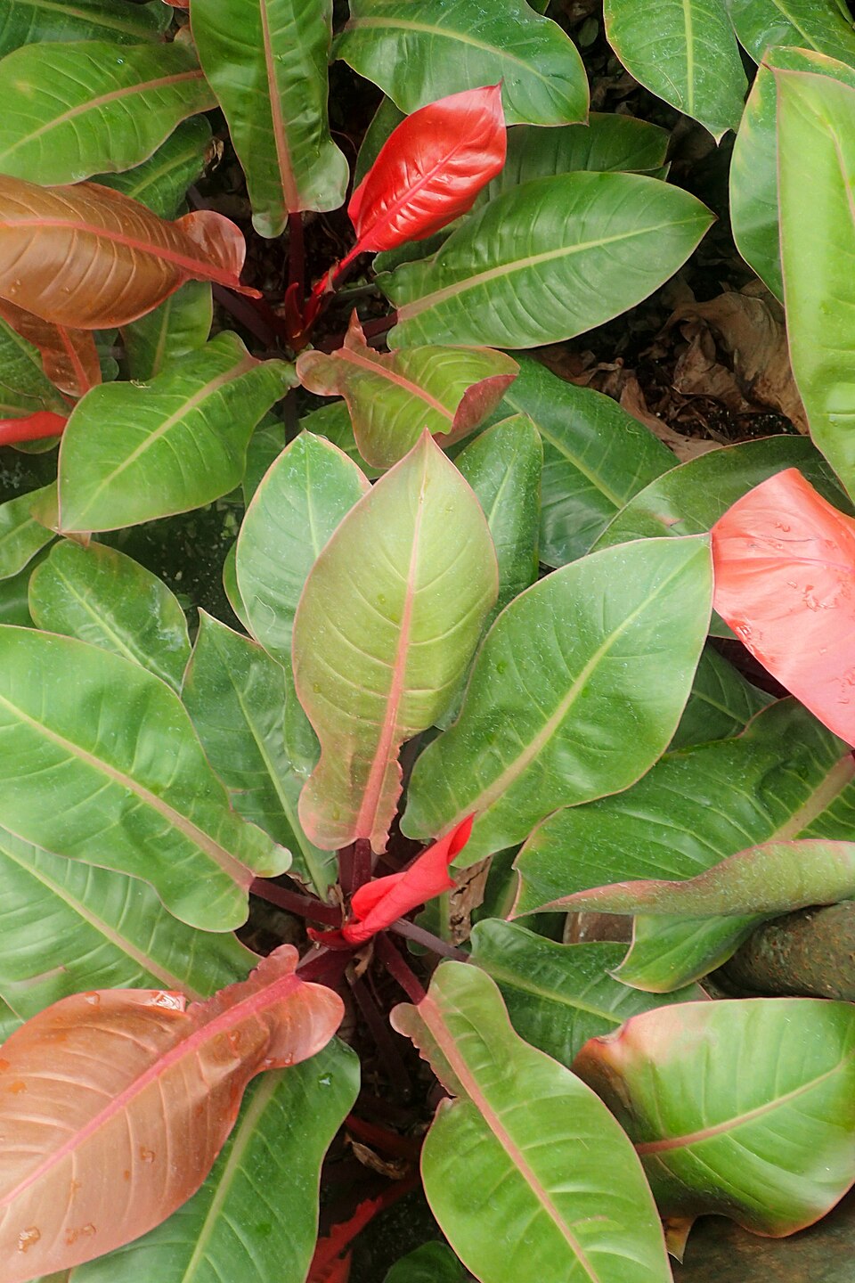 Philodendron 'Prince of Orange' (Prince of Orange Philodendron)