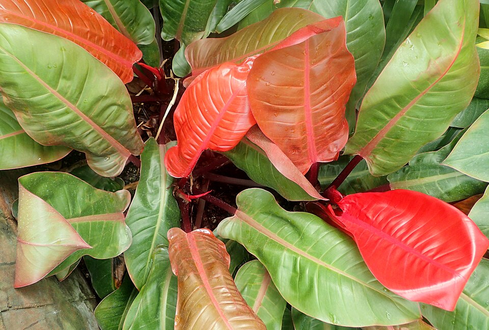 Philodendron 'Prince of Orange' (Prince of Orange Philodendron) (alternate view 2)