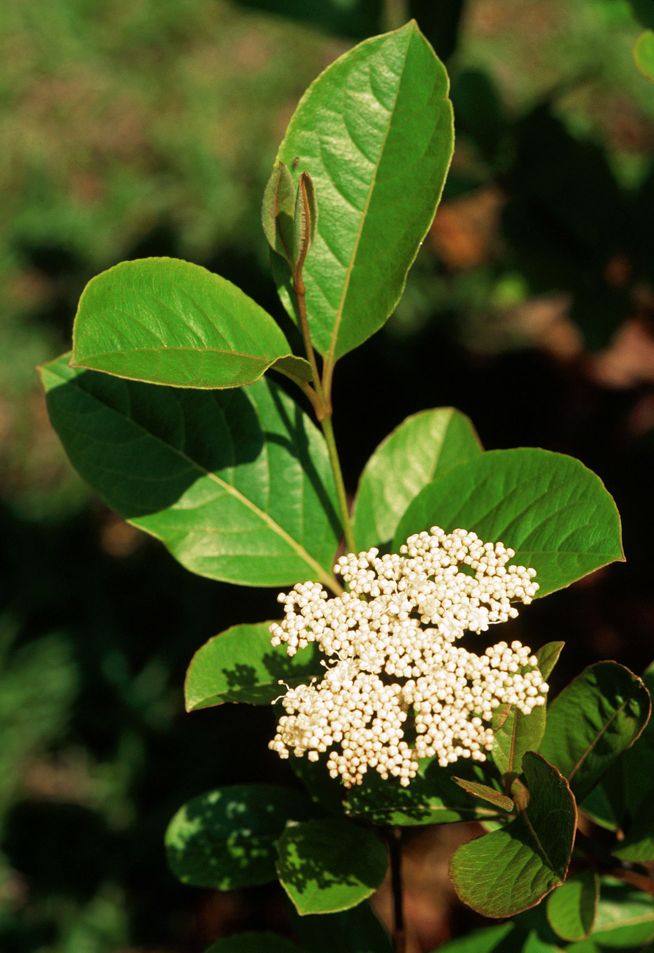 Viburnum nudum, Possumhaw viburnum — upright deciduous (Viburnaceae) (image 2 of 10)
