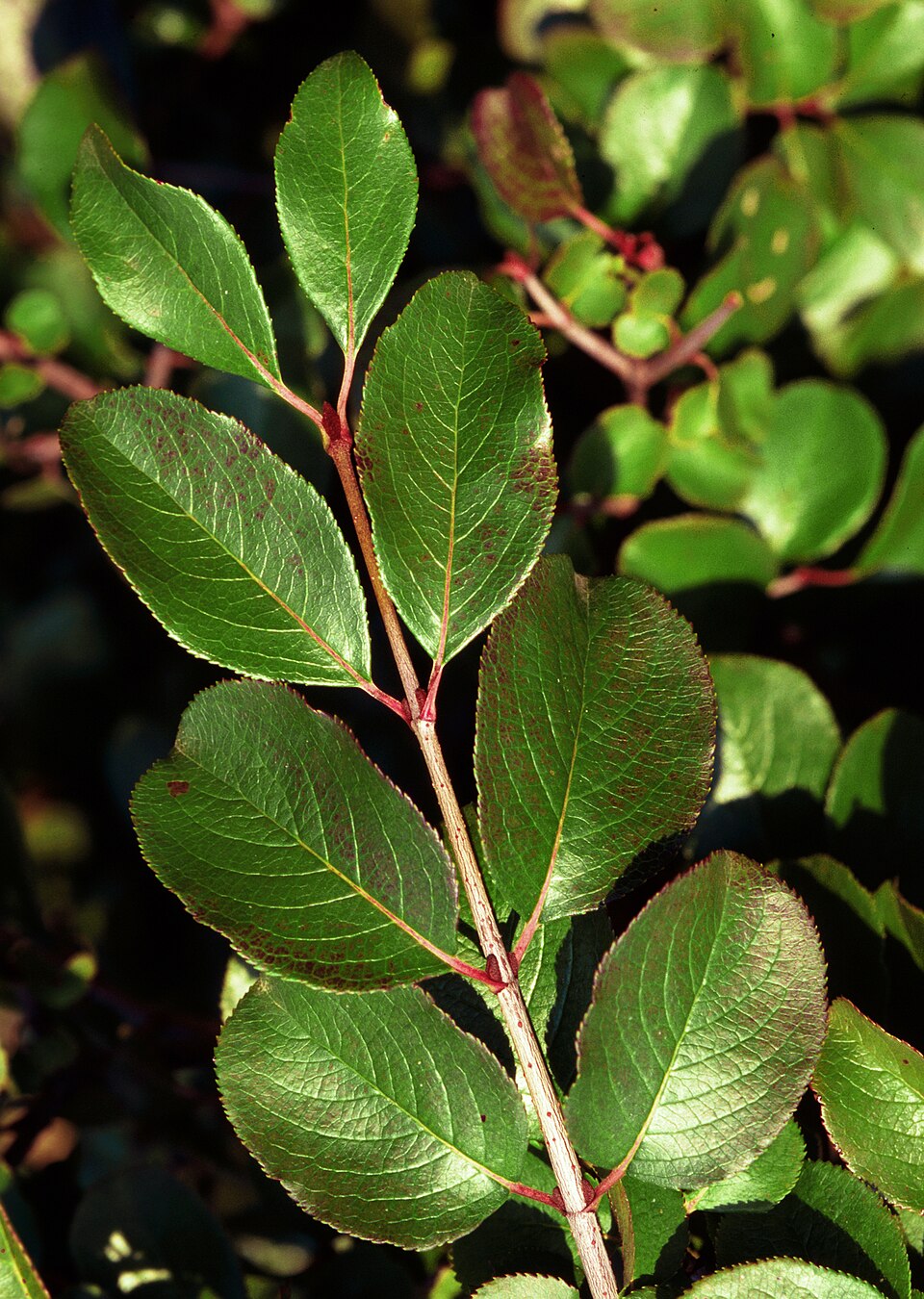 Viburnum rufidulum (Rusty Blackhaw) (alternate view 6)