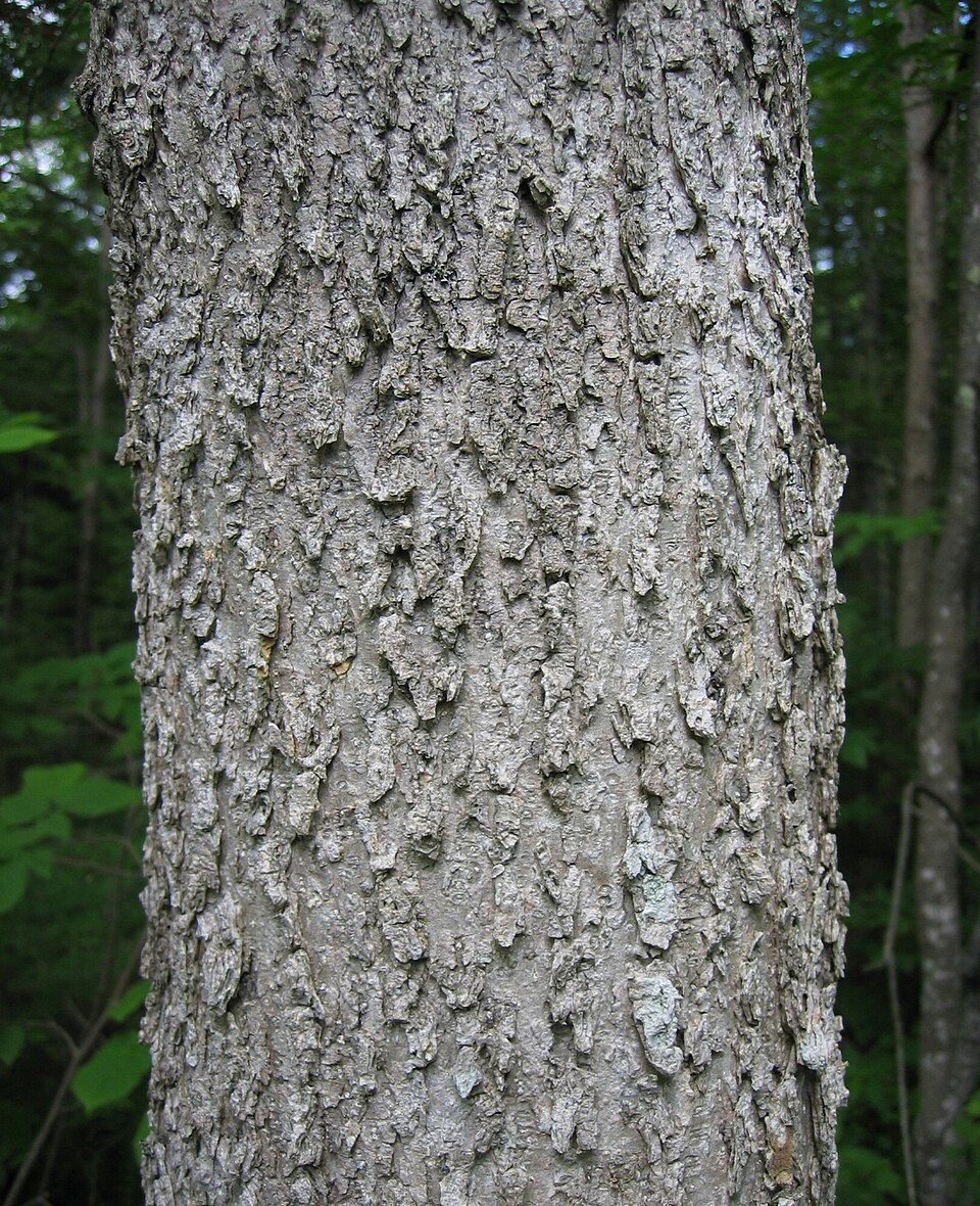 Fraxinus nigra (black ash) (alternate view 6)