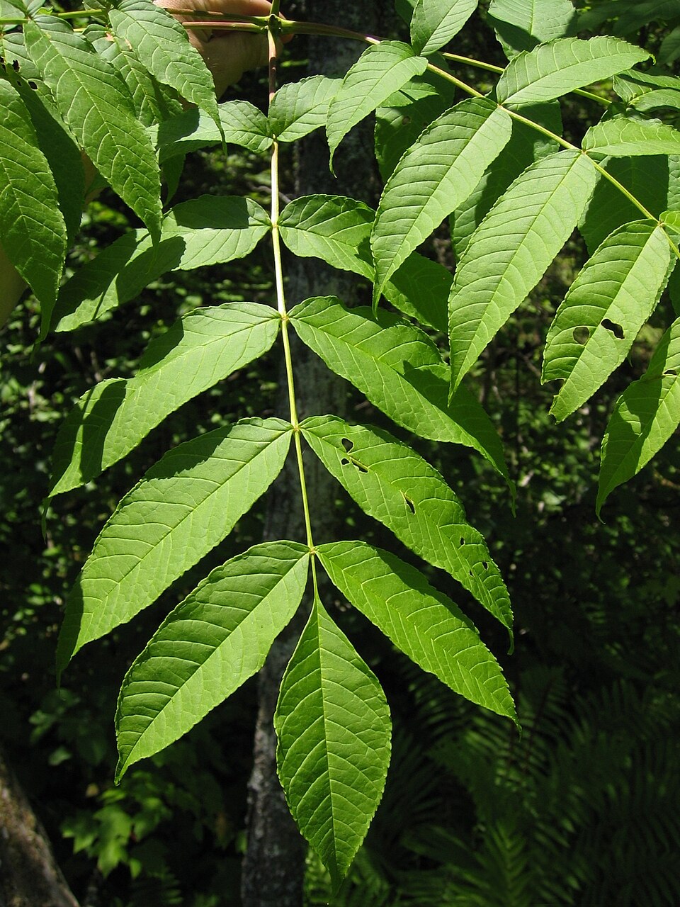Fraxinus nigra (black ash) (alternate view 7)