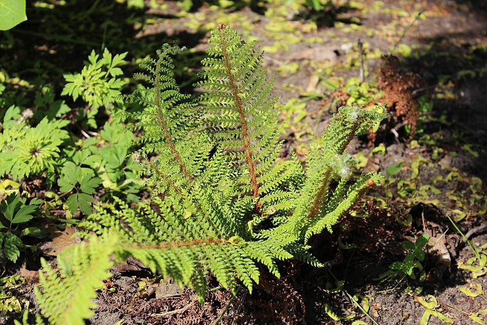 Polystichum setiferum 'Herrenhausen'