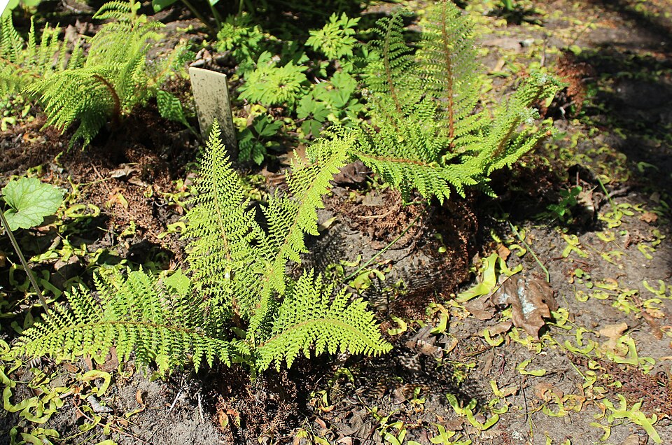 Polystichum setiferum 'Herrenhausen' (alternate view 2)