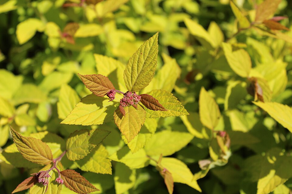 Spiraea japonica 'Little Princess' (Little Princess spirea)