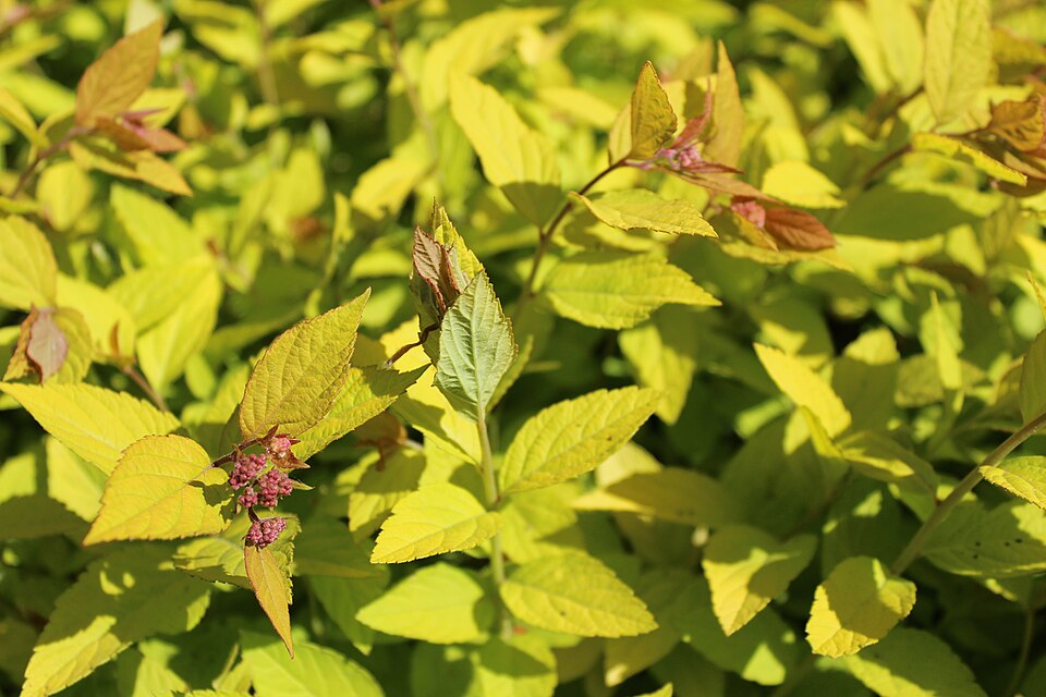 Spiraea japonica 'Little Princess' (Little Princess spirea) (alternate view 2)