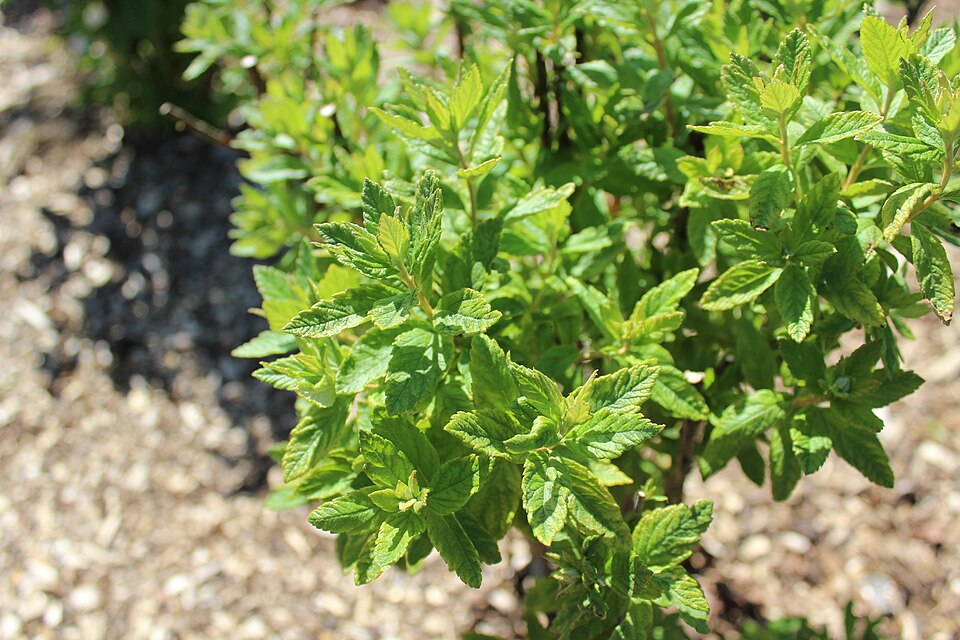 Spiraea tomentosa (Steeplebush) (alternate view 8)