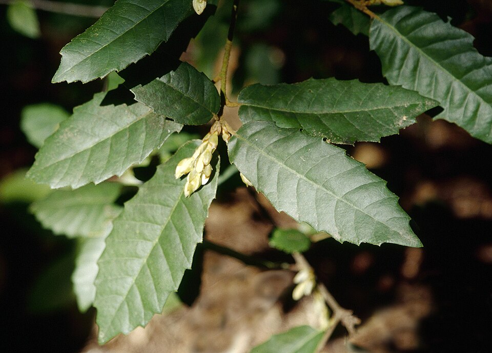 Notholithocarpus densiflorus (Tanoak) (alternate view 6)