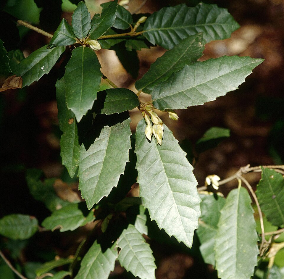 Notholithocarpus densiflorus (Tanoak) (alternate view 7)