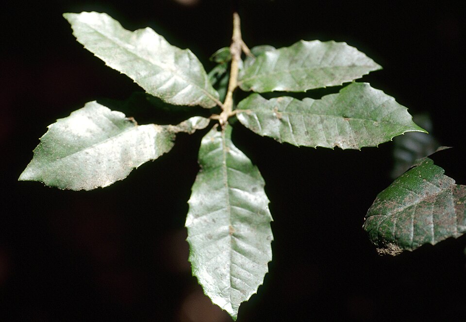 Notholithocarpus densiflorus (Tanoak) (alternate view 8)