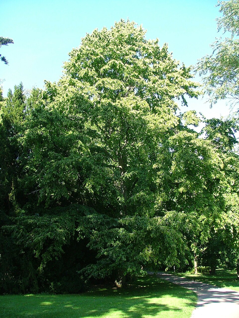 Corylus colurna (Turkish Hazelnut) (alternate view 9)