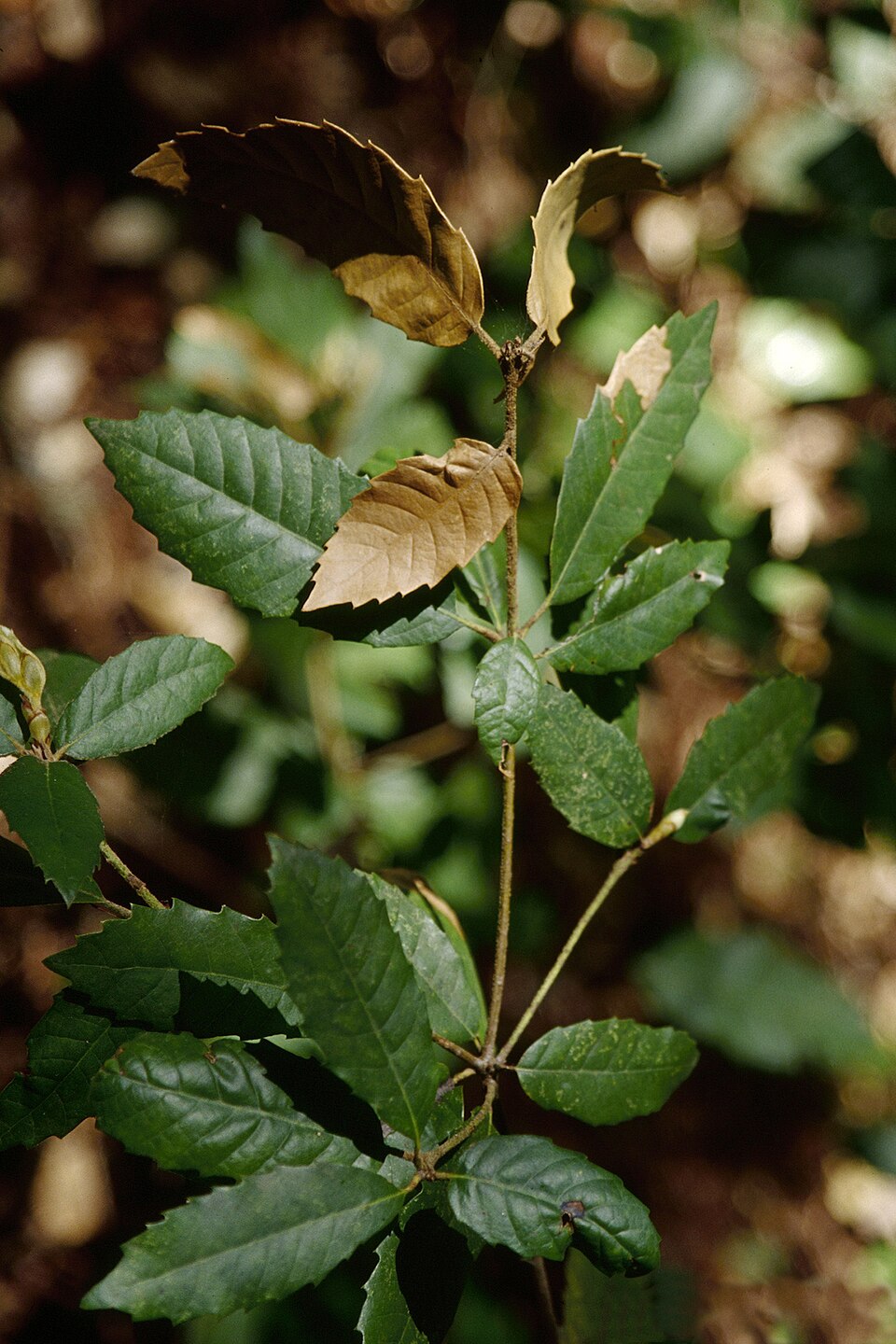 Notholithocarpus densiflorus (Tanoak) (alternate view 9)