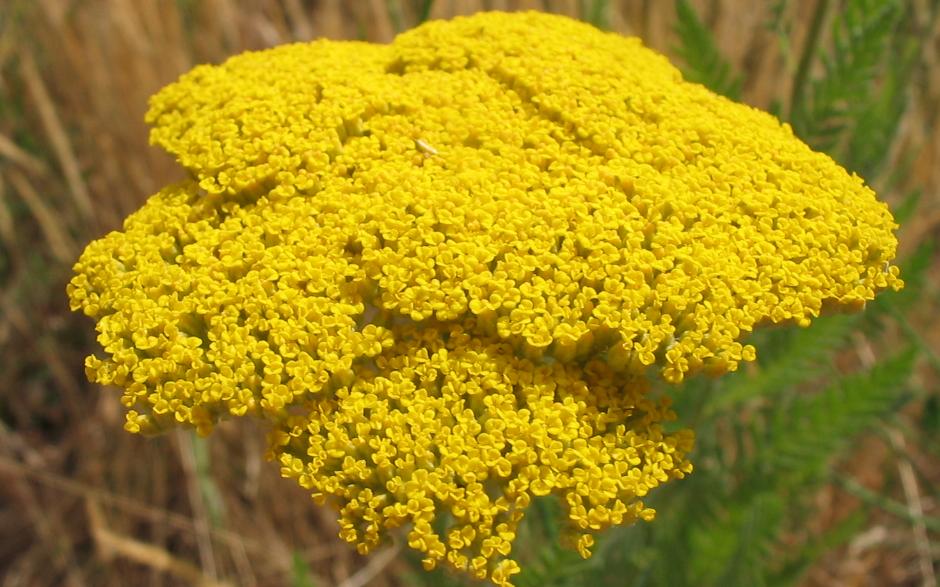 Achillea filipendulina (Fern-leaf Yarrow)