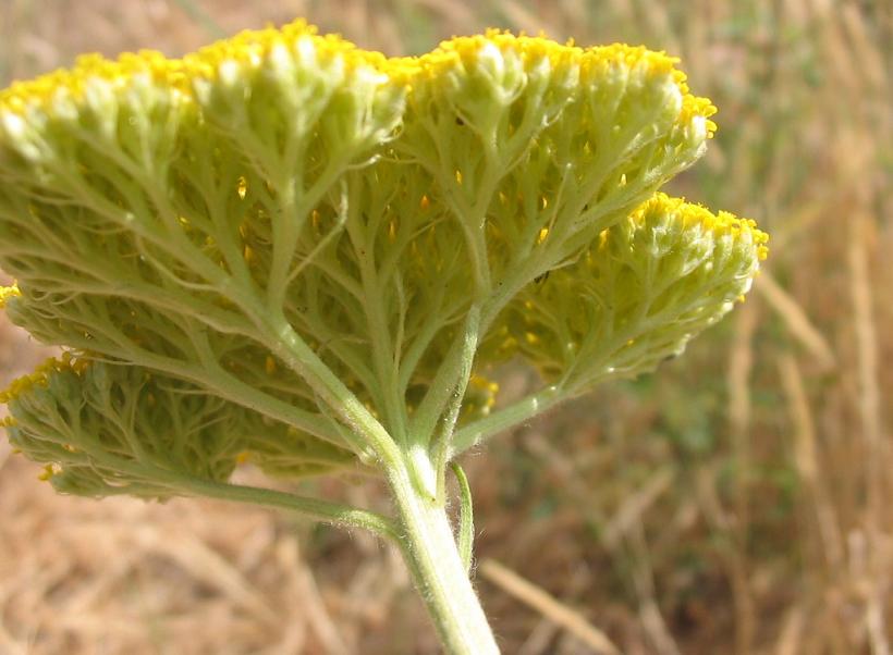 Achillea filipendulina (Fern-leaf Yarrow)