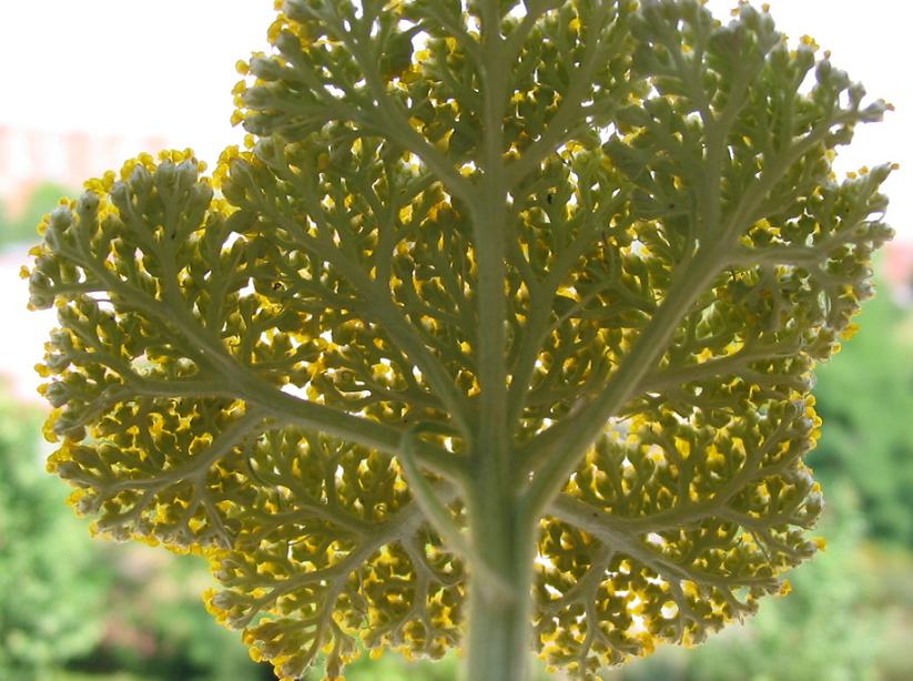Achillea filipendulina (Fern-leaf Yarrow)