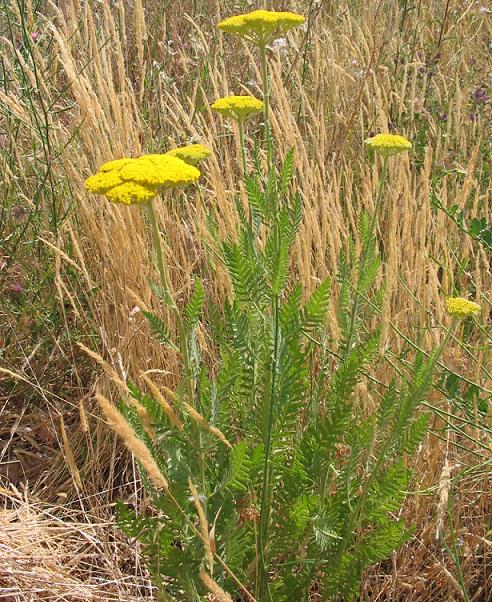 Achillea filipendulina (Fern-leaf Yarrow)