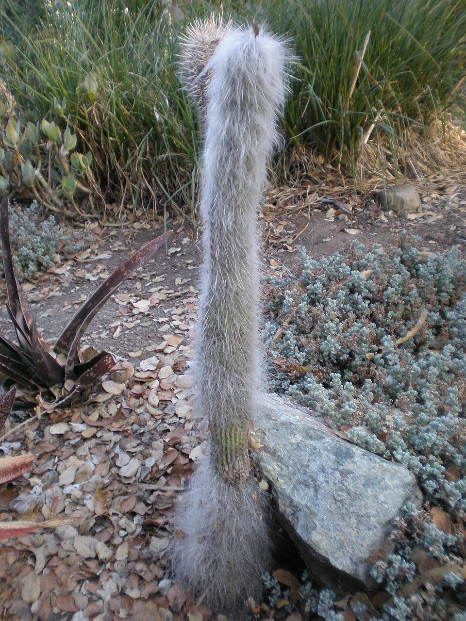 Cephalocereus senilis (Old Man Cactus) (alternate view 3)