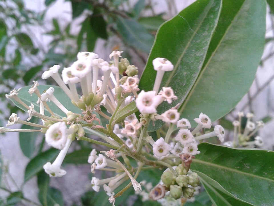 Cestrum (cestrums) (alternate view 3)