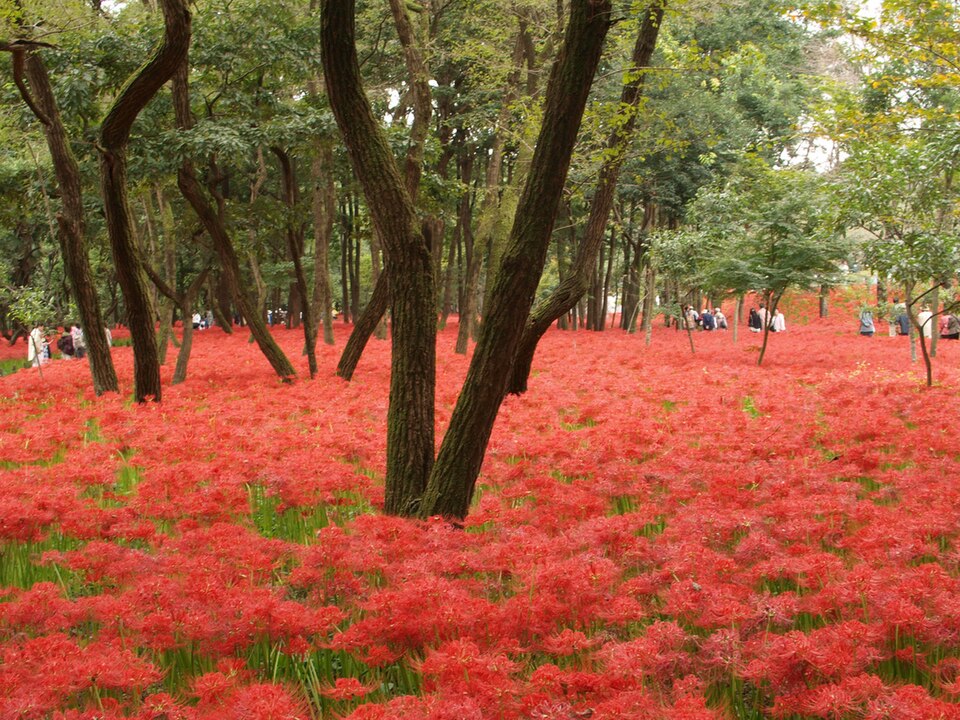 Lycoris radiata (red spider lily) (alternate view 7)