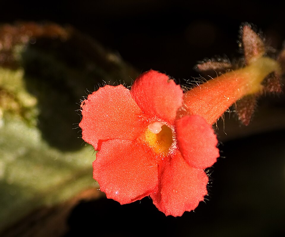 Episcia cupreata (Episcia Flame Violet) (alternate view 13)