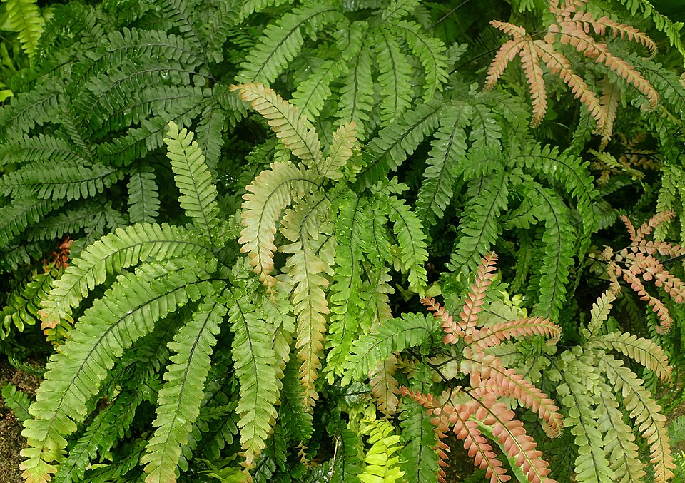 Adiantum hispidulum (Rough Maidenhair Fern) (alternate view 9)